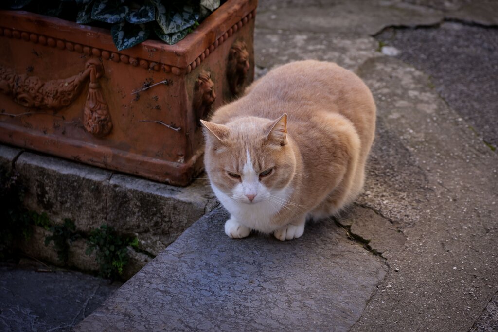 die Katze