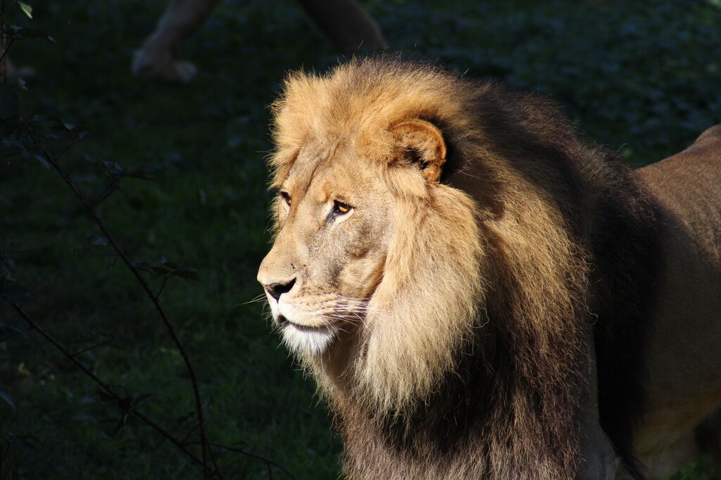 der Löwe