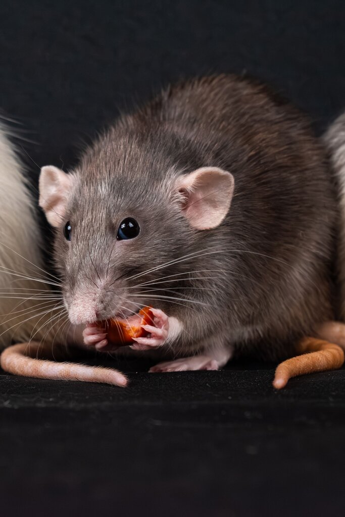 die Maus