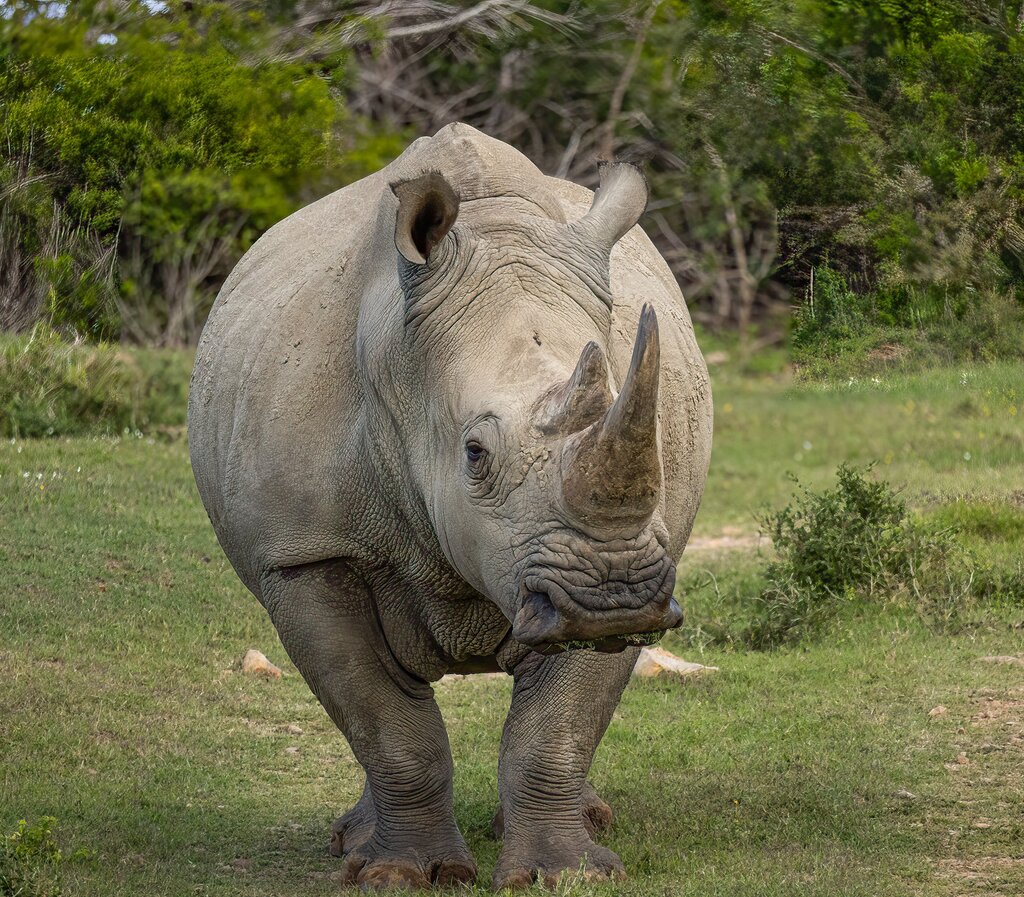 das Nashorn