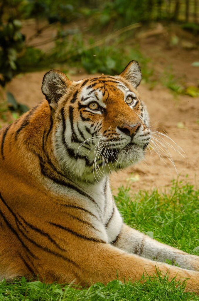 der Tiger