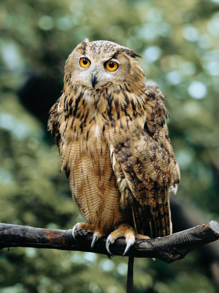 der Uhu