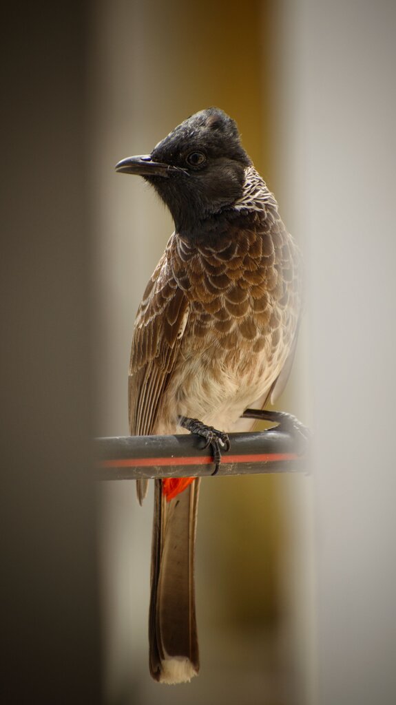 der Vogel