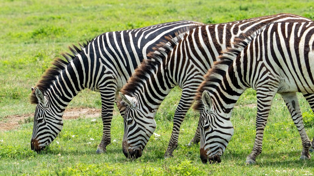 das Zebra