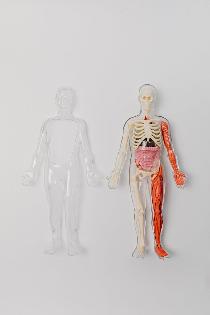 ¿CUAL ES EL ORGANO MAS GRANDE DEL CUERPO HUMANO?