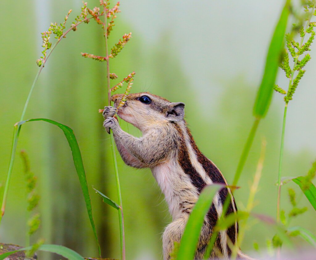 ¿Cómo se llaman los animales que se alimentan principalmente de plantas?