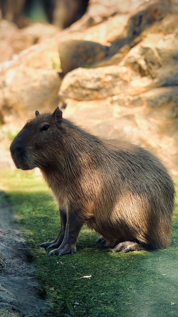HERVIBOROS