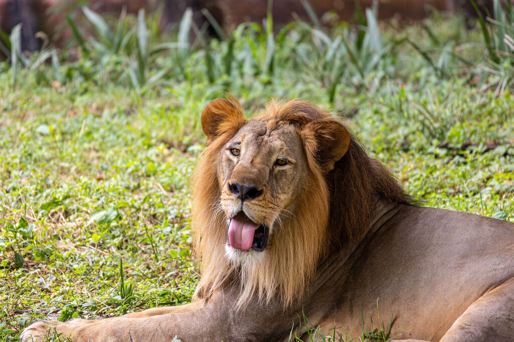Un león quiere invitar a sus amigos a conocer su hogar. ¿En qué continente viven naturalmente los leones?
