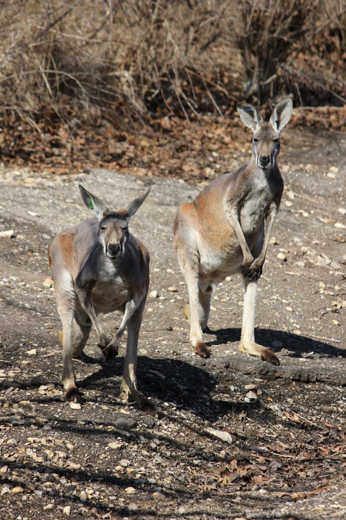 ¿Un pequeño canguro salta por una gran isla. ¿En qué continente se encuentra su hogar?