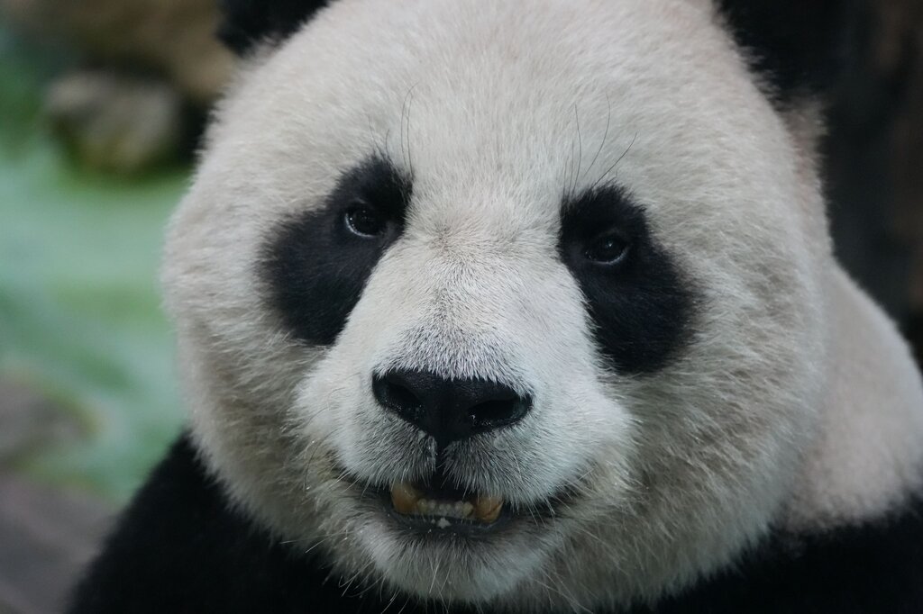 Una niña quiere conocer pandas gigantes en su hábitat natural. ¿A qué continente debería viajar?