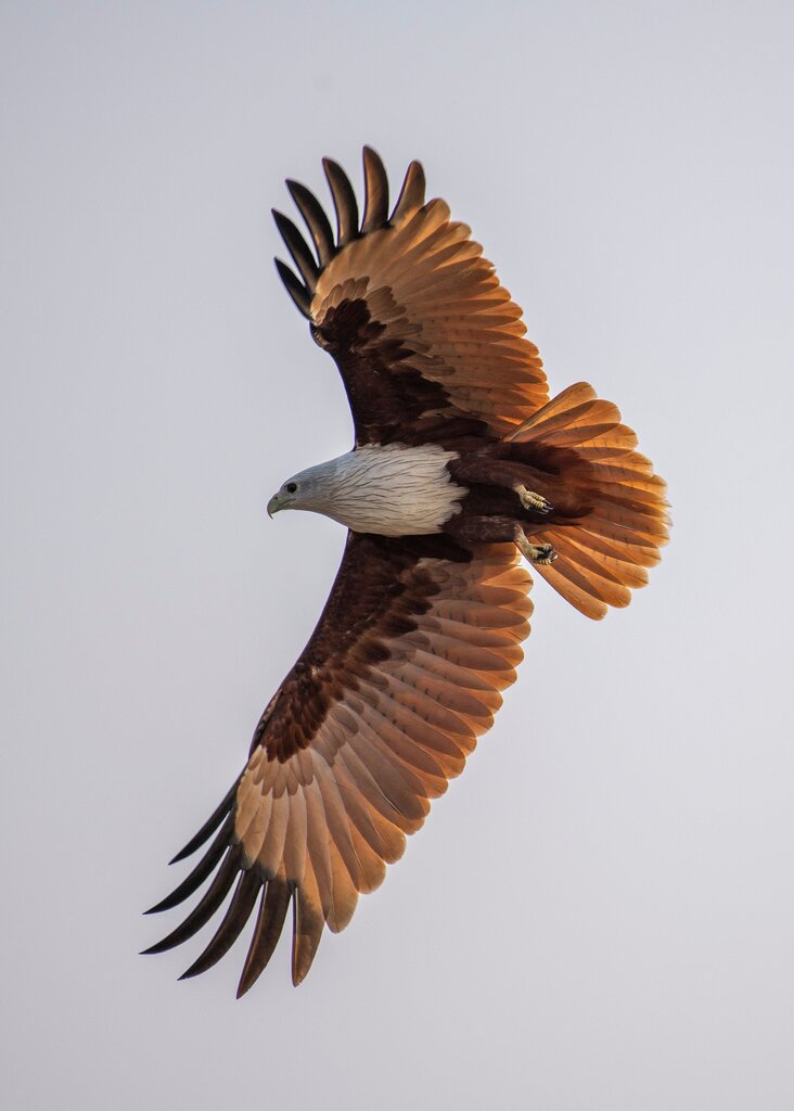Águila