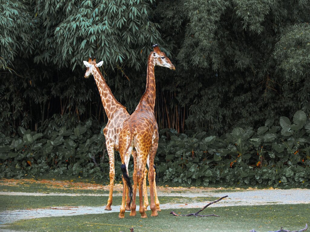 Choose the first sound: giraffe