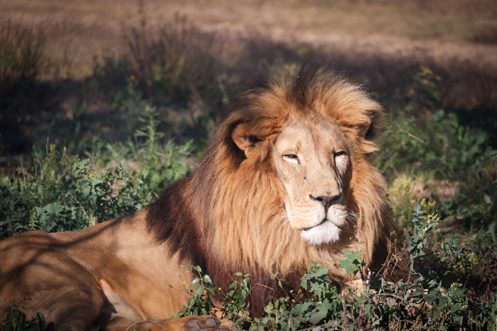 Choose the first sound: lion