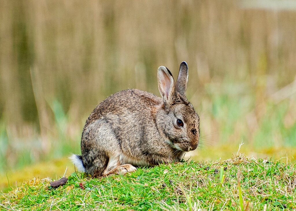 Choose the first sound: rabbit