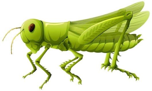 Grasshopper