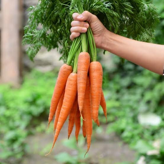 carrot
