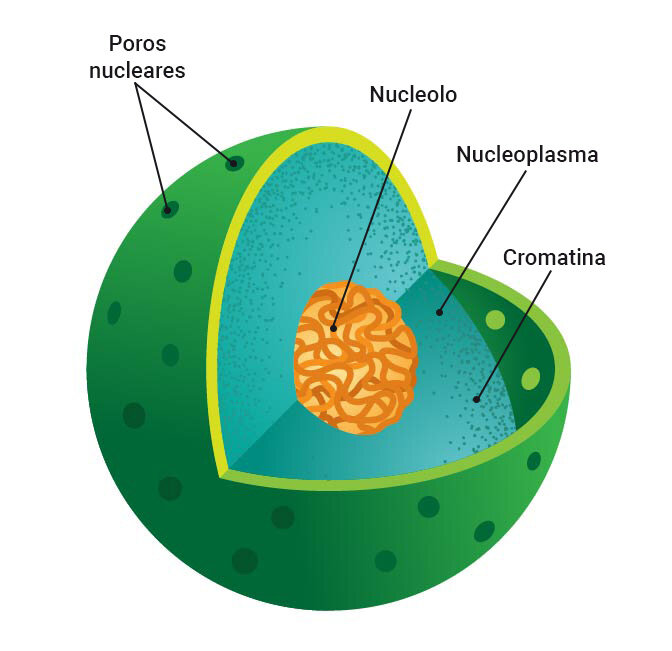 Núcleo