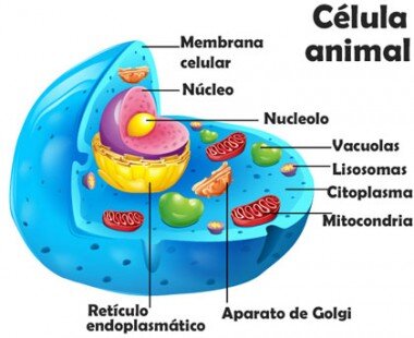 La célula animal tiene núcleo y la vegetal no