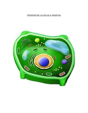 La célula vegetal posee pared celular y cloroplastos