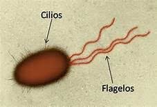 Flagelo