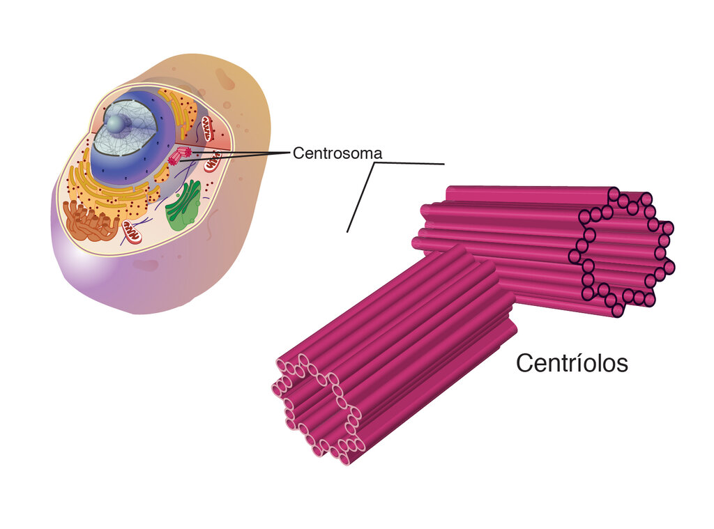 Centriolo