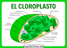 Cloroplasto