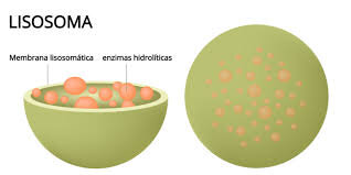 Lisosoma
