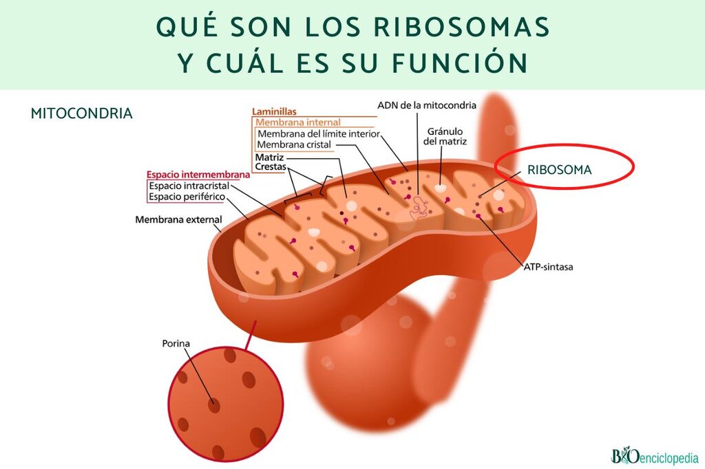 Ribosoma