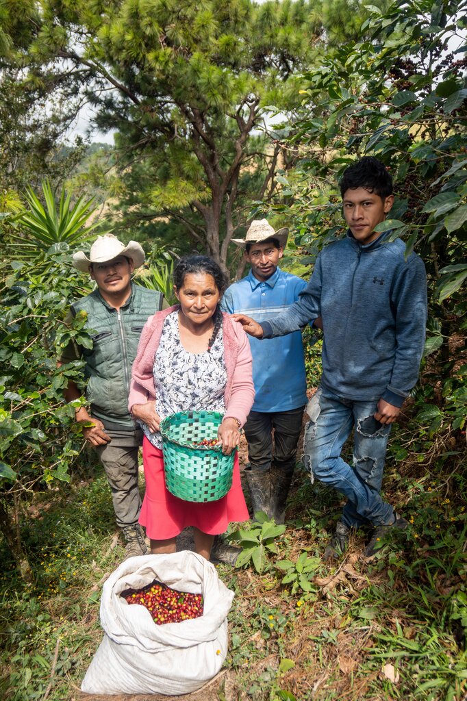 Una familia tiene una finca donde cultiva café. ¿A qué sector pertenece esta actividad? 