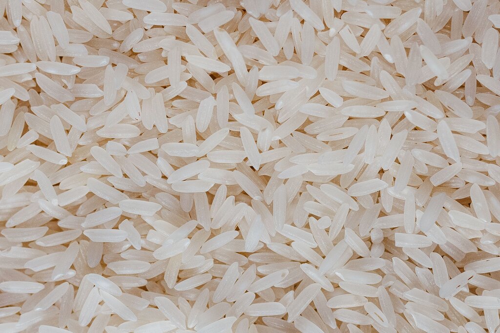 Cultivar arroz. 