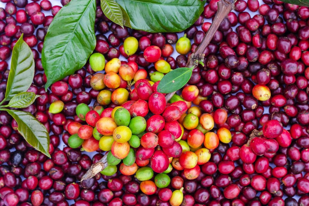 Cultivar café