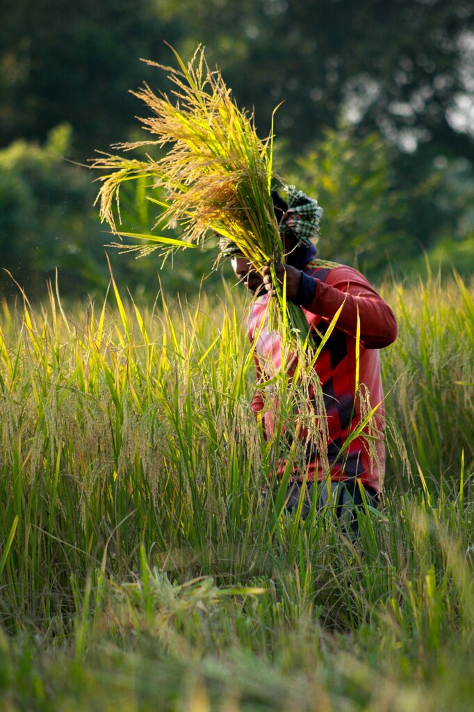 ¿La agricultura pertenece al sector primario? 