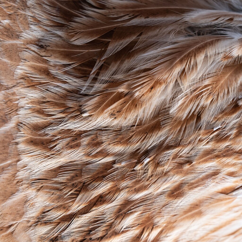PLUMAS