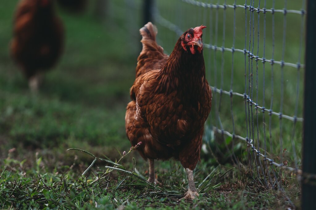 GALLINA
