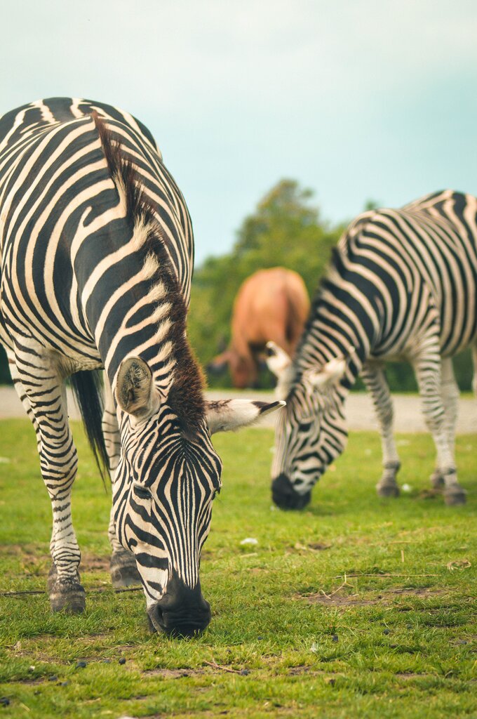 Zebra