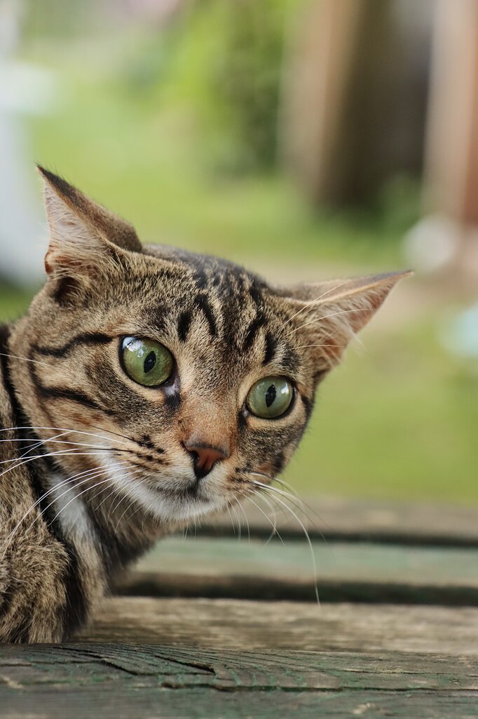 Kucing