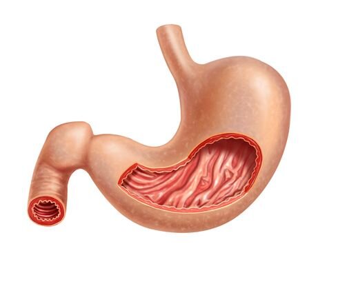 ¿Cómo se llama el órgano que parece una bolsa y es donde llegan los alimentos? 