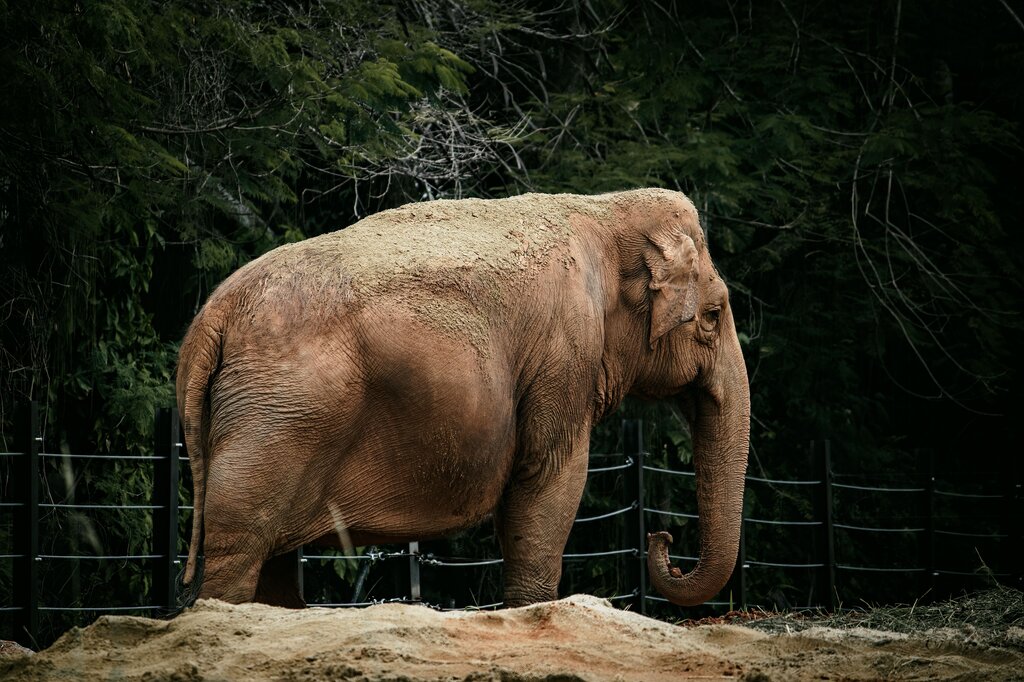 What is “elephant” in Tagalog?