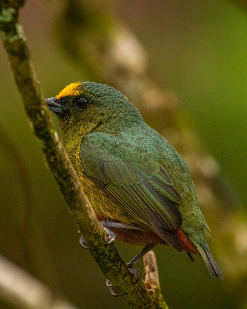 What is “bird” in Tagalog?