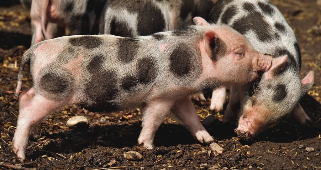 What is “pig” in Tagalog?