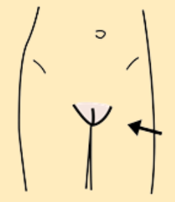 Vagina