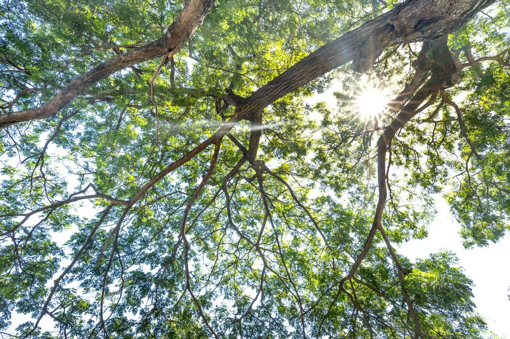 ¿Qué es la palabra "árbol"?