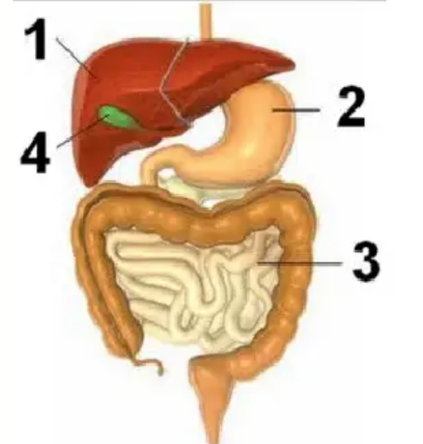 Shanti sedang sarapan. Dia menyantap sepiring steak ayam, kentang goreng, dan meminum segelas susu. Pencernaan protein dalam steak ayam dan susu terjadi pada organ bernomor.