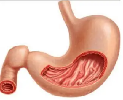 Proses yang terjadi pada organ dalam gambar adalah ....