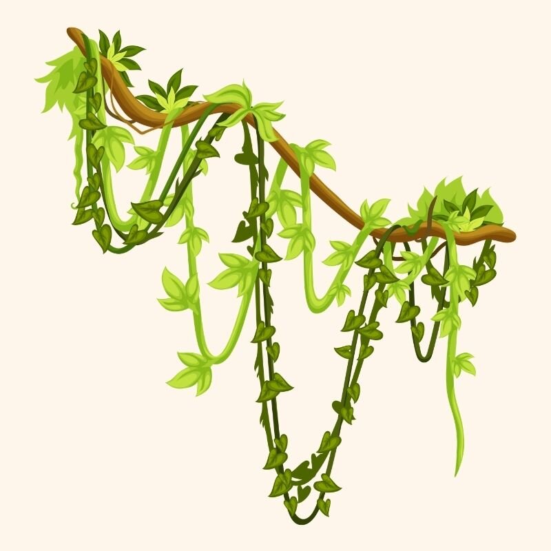 Lianas