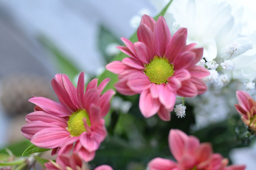 Flores
