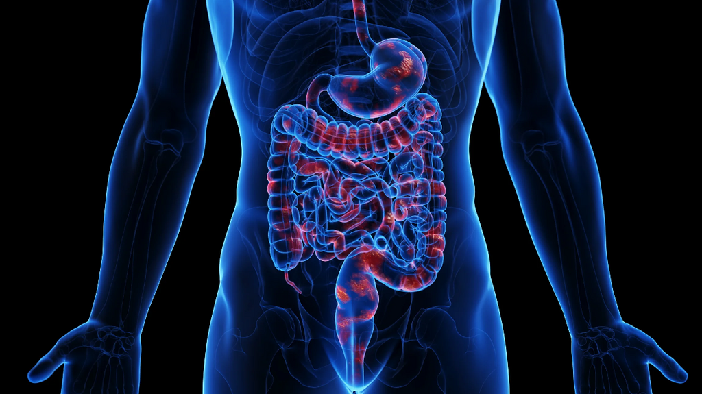 ¿Qué es el sistema digestivo?