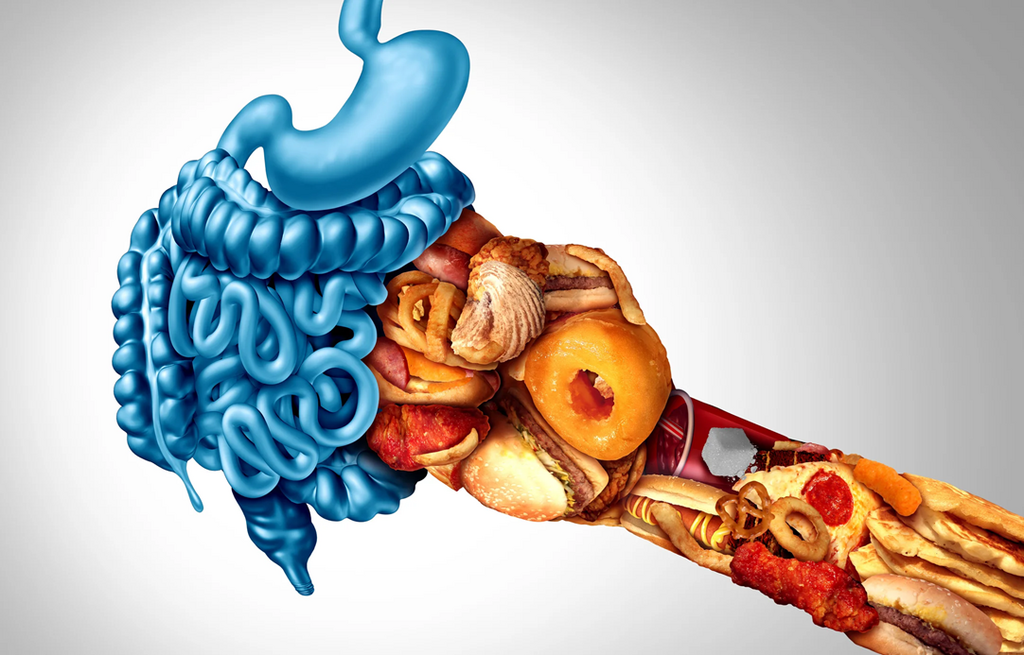 ¿Cuál es la función del intestino delgado?
