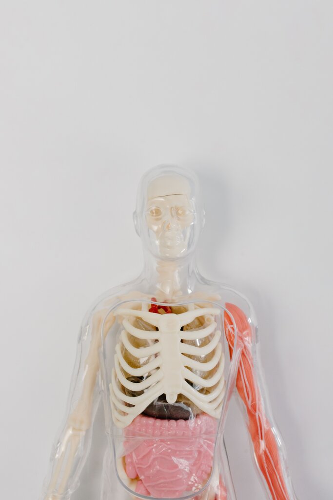 ¿Qué relación existe entre el sistema respiratorio y el circulatorio?