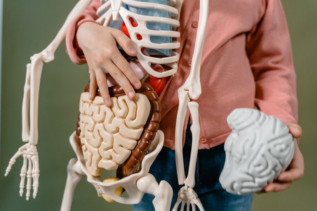 ¿En qué órgano ocurre principalmente la absorción de los nutrientes?